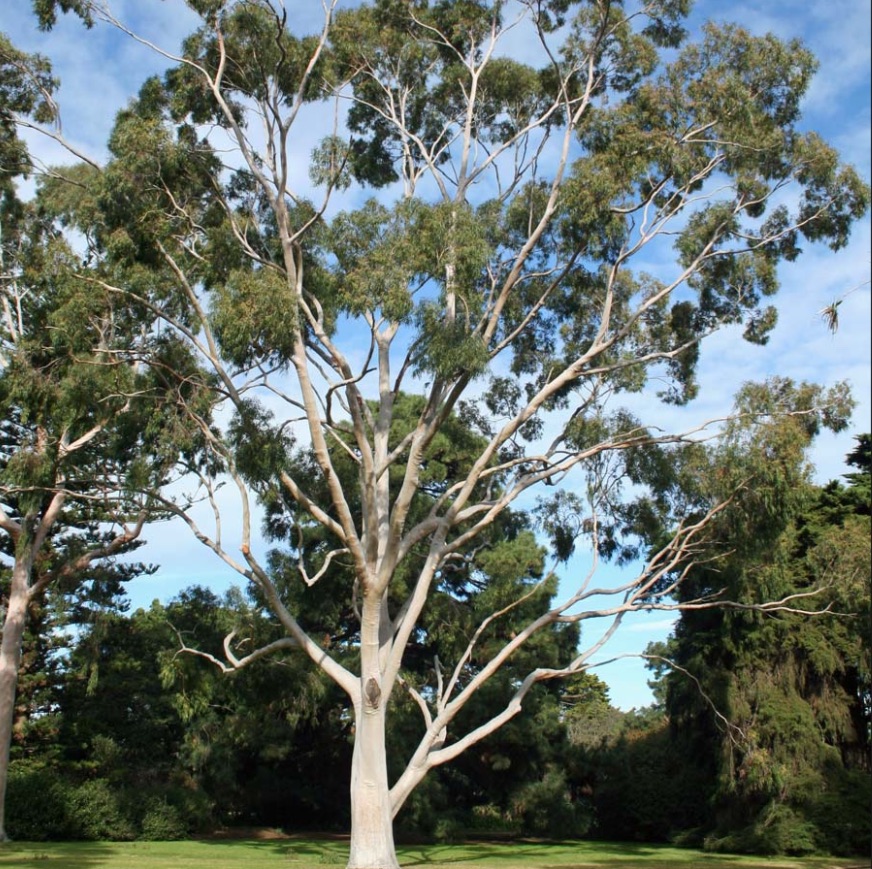 Melbourne Arboretum | park | 305 Bridge Inn Rd, Mernda VIC 3754, Australia | 0448645820 OR +61 448 645 820