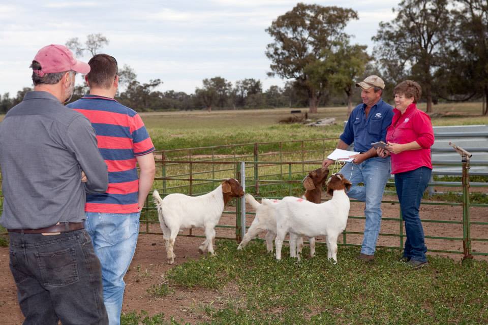 The Gourmet Goat Lady | food | Buena Vista Farm, Collie NSW 2827, Australia | 0268479168 OR +61 2 6847 9168