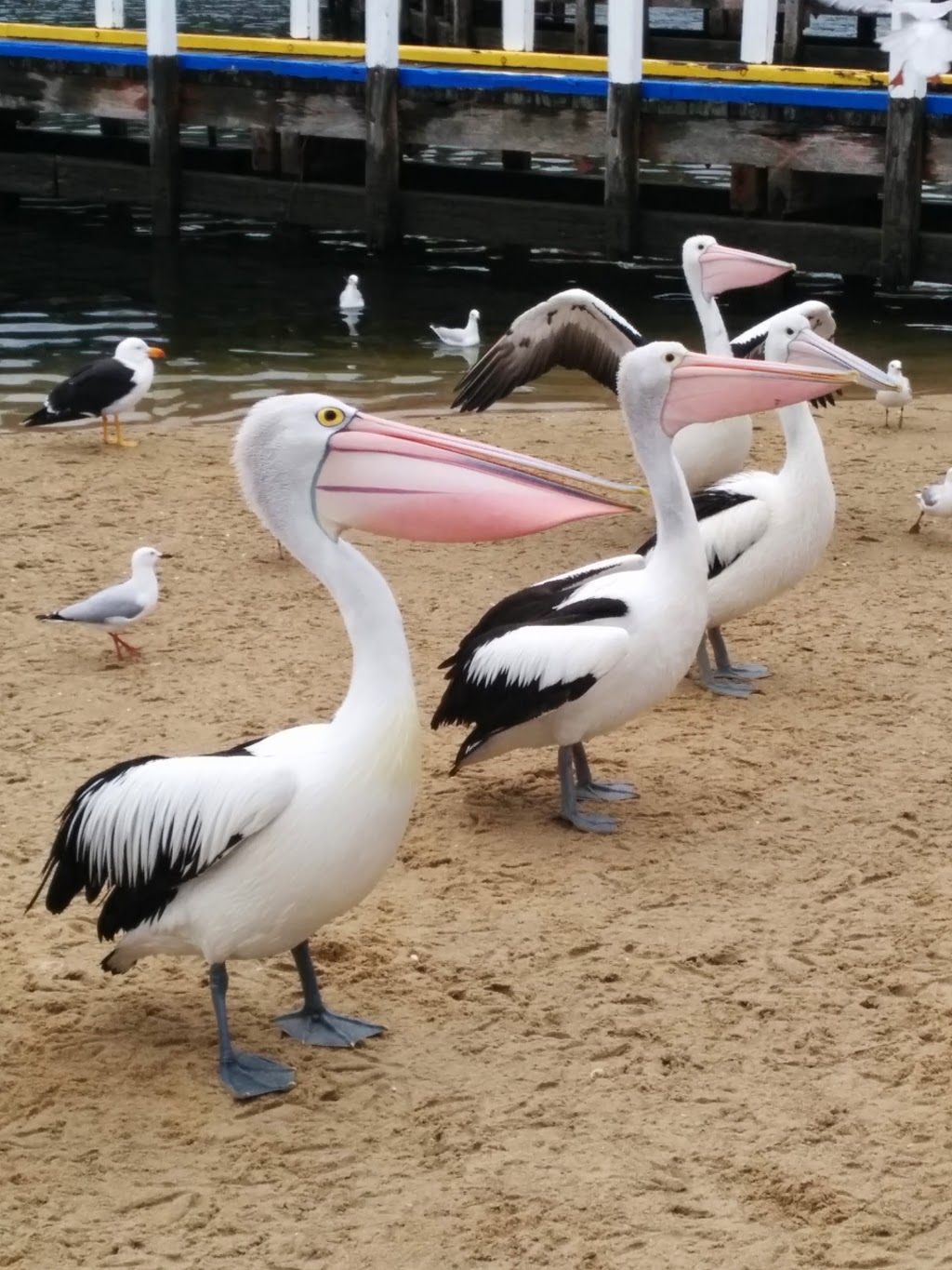 Far Out Charters | Skate park Boat Ramp next to the bridge, Lakes Entrance VIC 3909, Australia | Phone: 0428 401 819