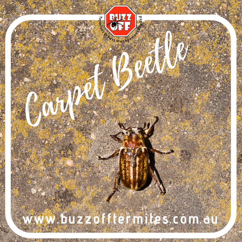 Buzz Off Termites & Pest Management Sydney | 155 Walters Rd, Blacktown NSW 2148, Australia | Phone: (02) 9622 1021