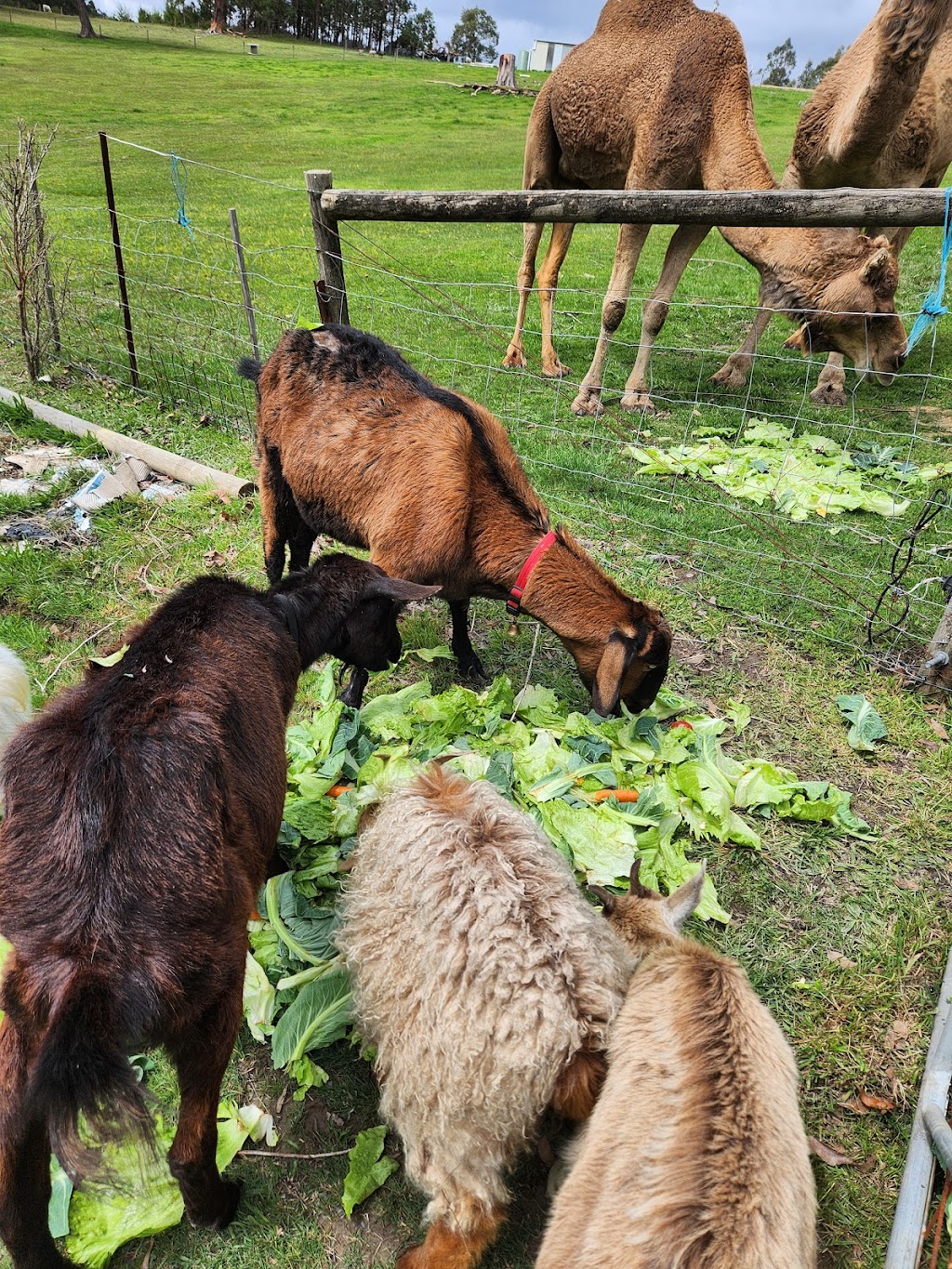 Woori Yallock Therapy Farm | 205 Owens Rd, Woori Yallock VIC 3139, Australia | Phone: 0411 271 418