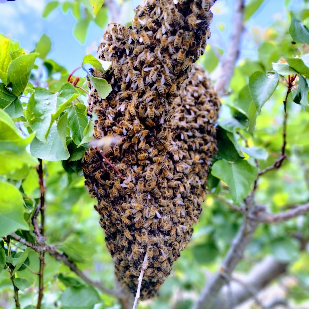 Wild Hives Honey | 13148 Tasman Hwy, Swansea TAS 7190, Australia | Phone: 0459 393 695