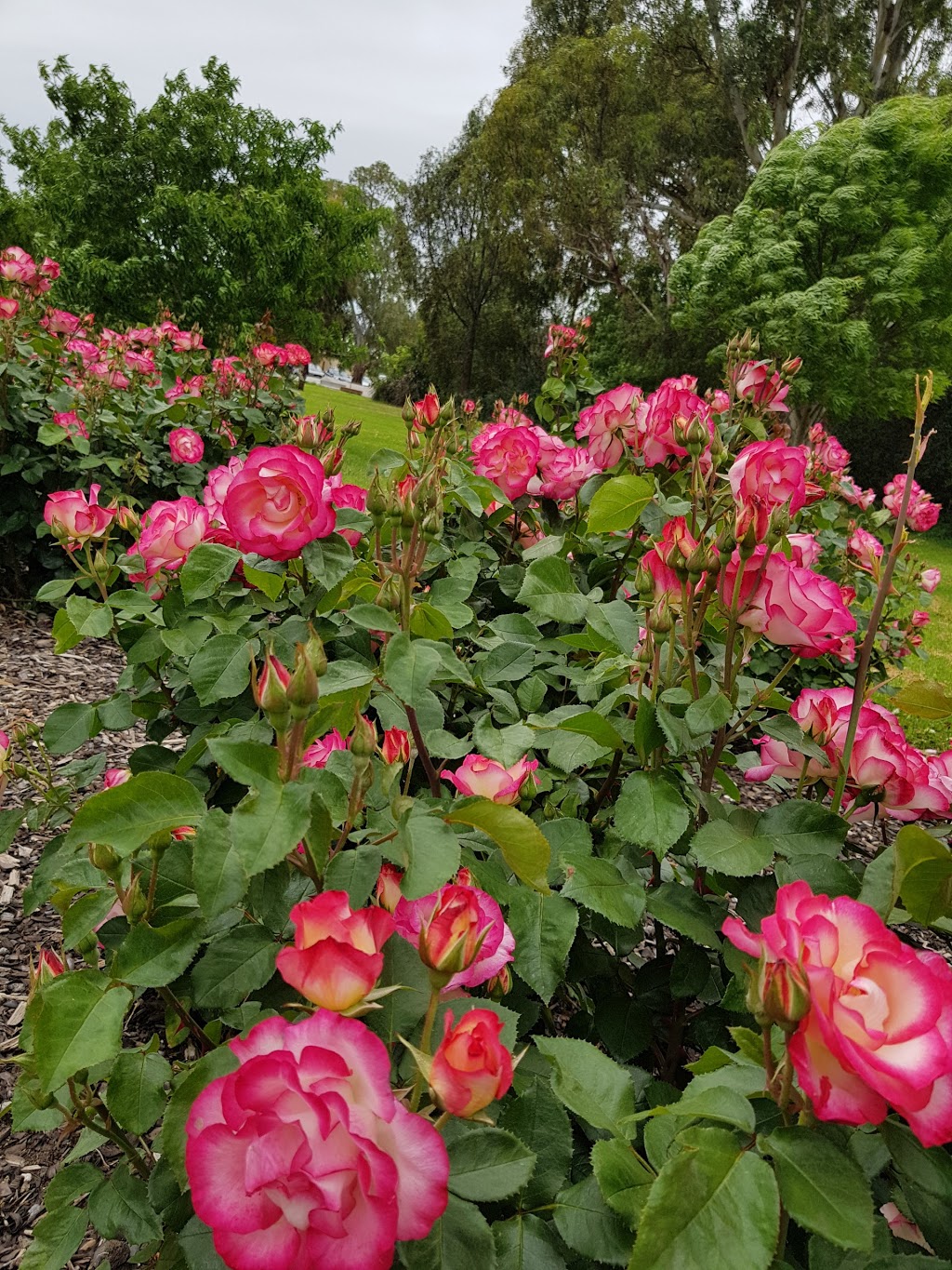 Willunga Jubilee Rose Garden | rose garden, Willunga SA 5172, Australia