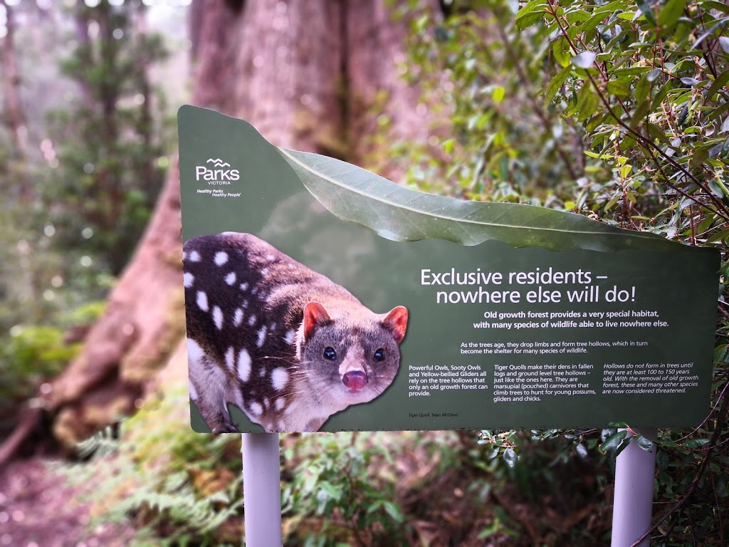 Errinundra Old Growth Forest Walk | park | Bendoc VIC 3888, Australia | 131963 OR +61 131963