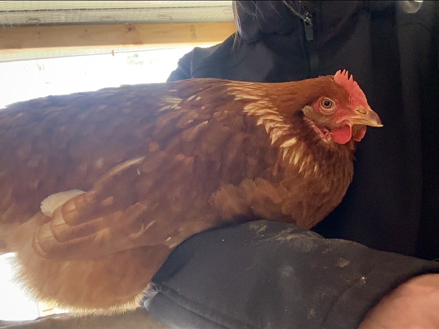 Yangs farm | 308 Steels Creek Rd, Yarra Glen VIC 3775, Australia | Phone: 0420 469 979