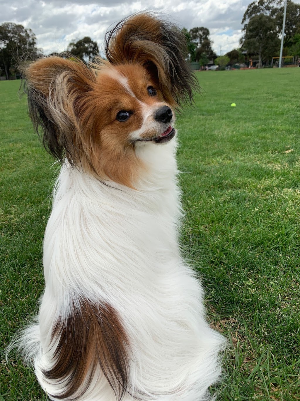 Laika Pet Training | Hays Paddock, Lister St, Kew East VIC 3102, Australia | Phone: (03) 9070 5435