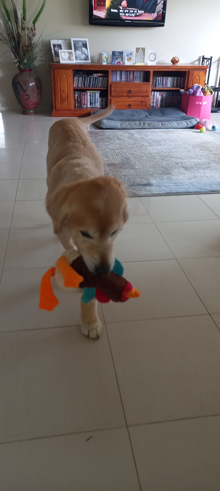 Bootie Patootie Dog Grooming | Maroondah Hwy, Taggerty VIC 3714, Australia | Phone: 0458 458 241