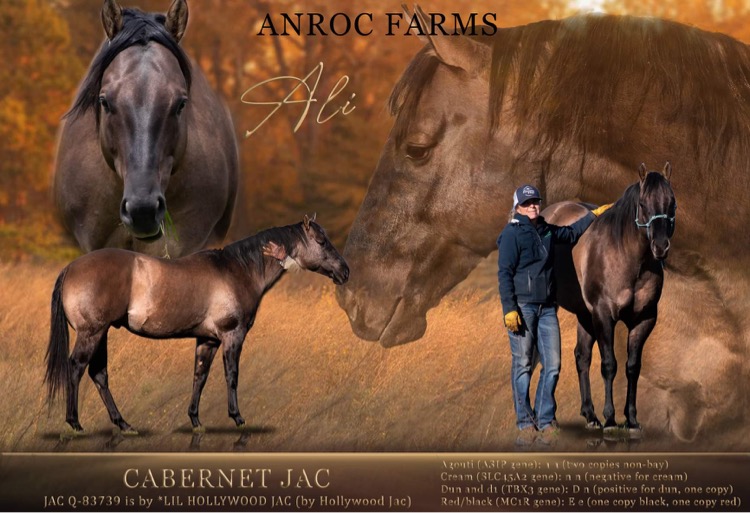 Anroc Quarter Horse Stud | 8108 Bass Hwy, Sassafras TAS 7307, Australia | Phone: 0433 395 753