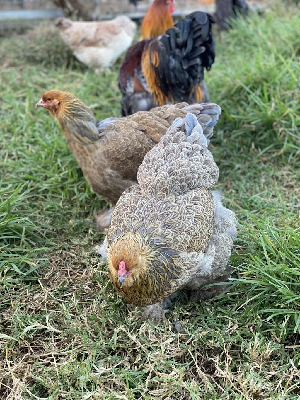 Marlu Mini Farm | 58 Ala Moana Rd, East Kurrajong NSW 2758, Australia | Phone: 0414 298 205