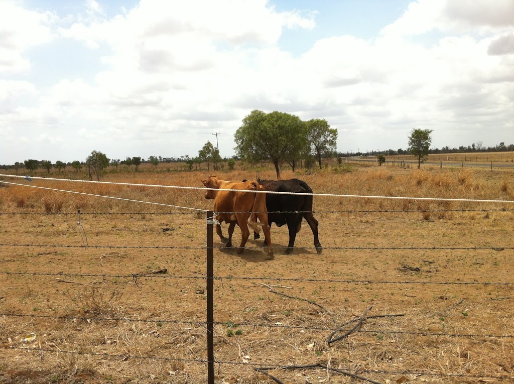 Evergreen Farms | 5449 Gregory Hwy, Emerald QLD 4720, Australia | Phone: 0487 367 175