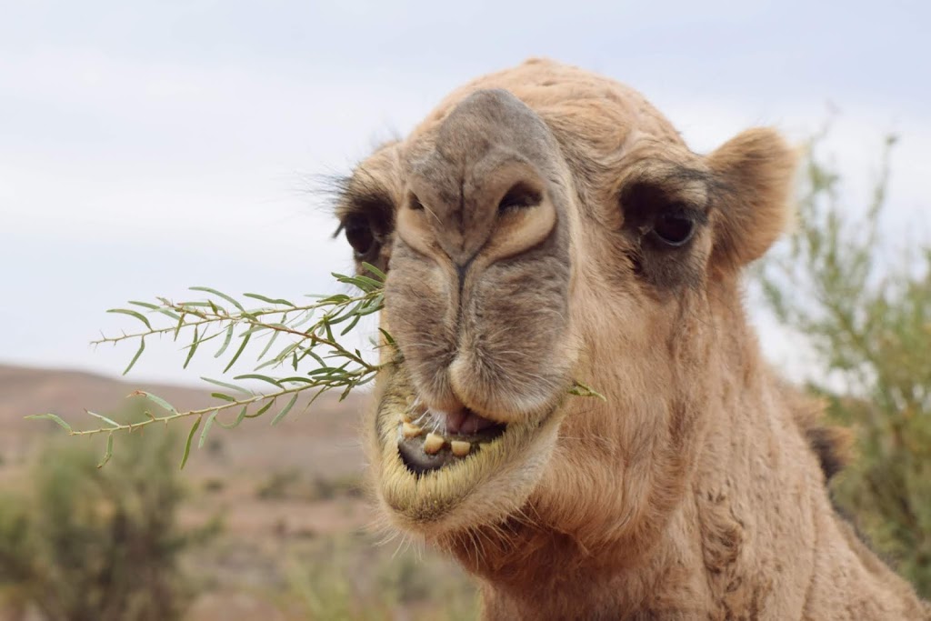 Flinders and Beyond Camel Treks | tourist attraction | N Flinders Rd, Blinman SA 5730, Australia | 0886483713 OR +61 8 8648 3713