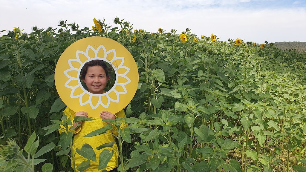 Spa Country Sunflowers | 420 Developmental Rd, Bolwarrah VIC 3352, Australia | Phone: 0418 387 380
