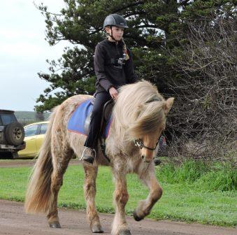 Haldane Icelandic Horses | Princes Hwy, Yambuk VIC 3285, Australia | Phone: 0431 815 880