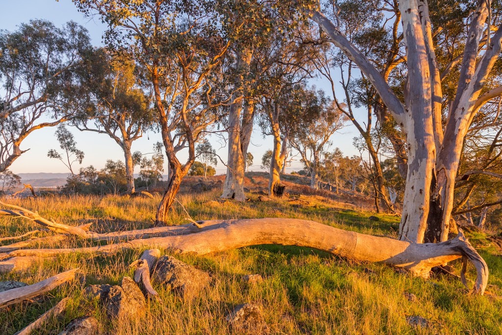 Red Hill Nature Reserve | park | Red Hill ACT 2603, Australia