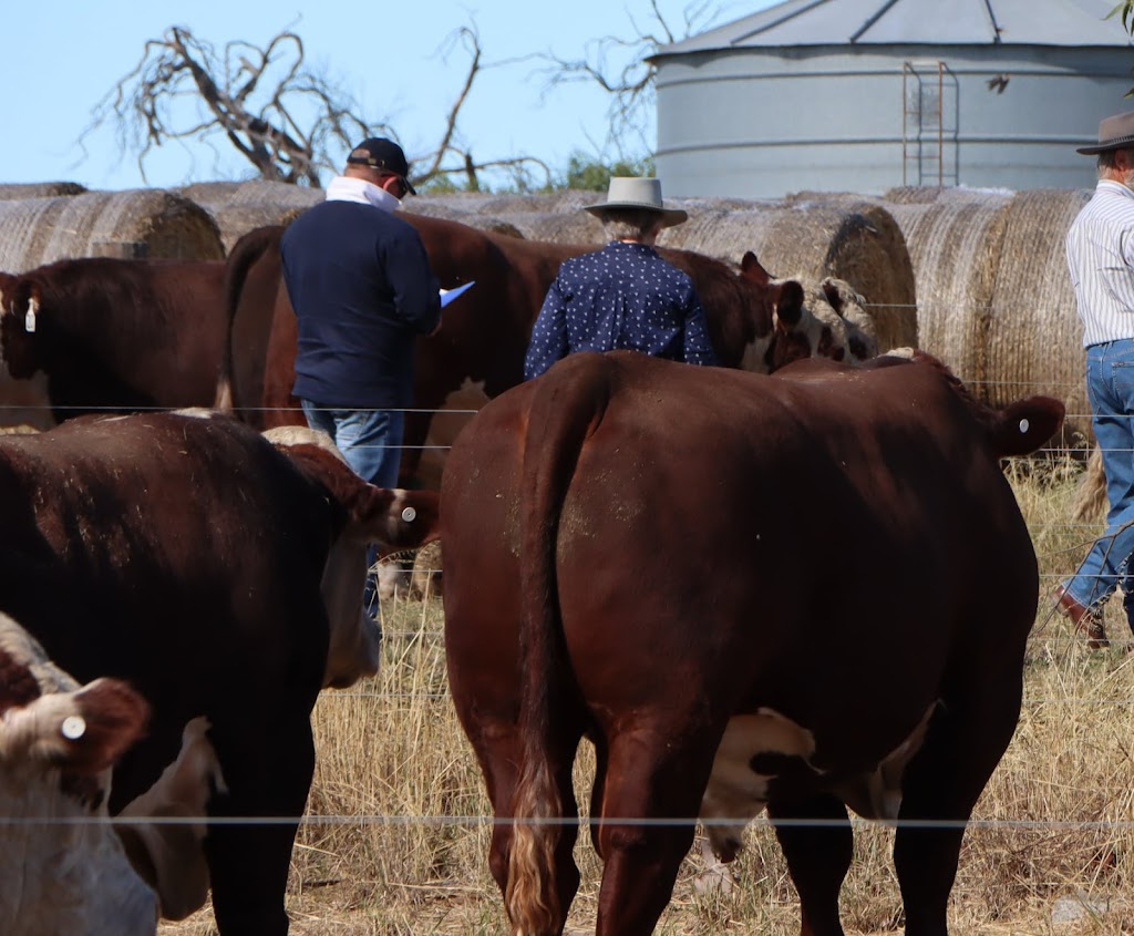 Taronga Poll Herefords | 272 Paschendale-Tahara Rd, Paschendale VIC 3315, Australia | Phone: 0466 015 178