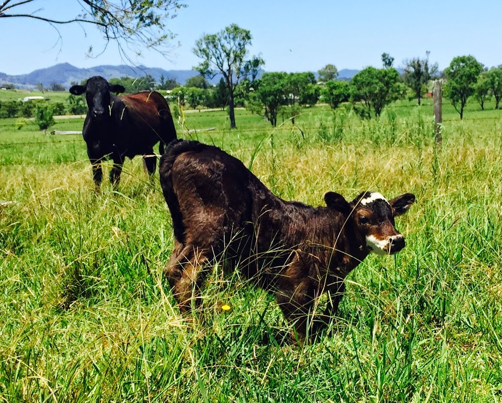 Barrington Hideaway | 312 Thunderbolts Way, Gloucester NSW 2422, Australia | Phone: 0413 536 141