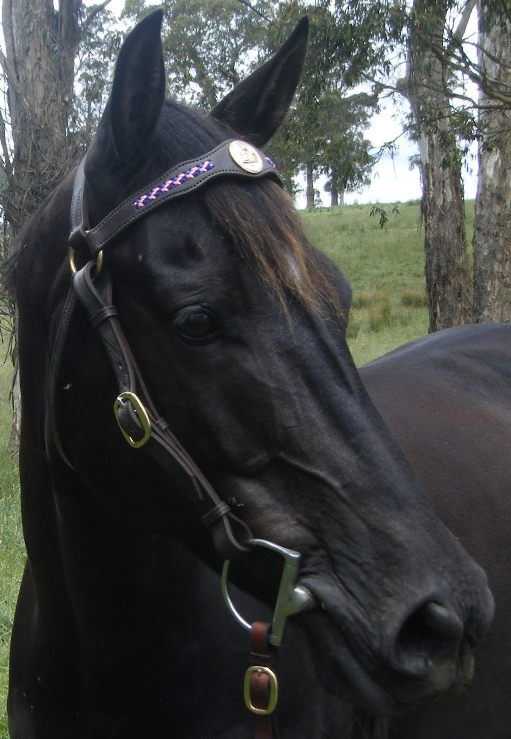 6D Leather | 135 High St, Russell Island QLD 4184, Australia | Phone: 0499 185 136