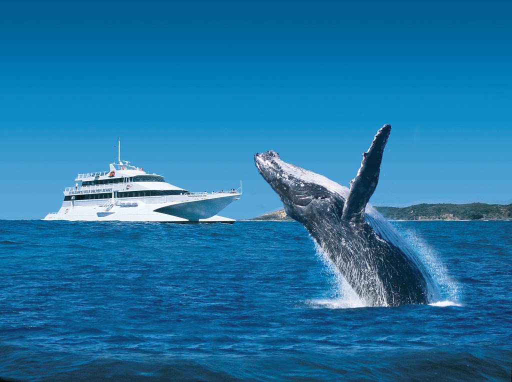 Tangalooma Whale Watch Cruises | 220 Holt St, Pinkenba QLD 4008, Australia | Phone: 1300 652 250