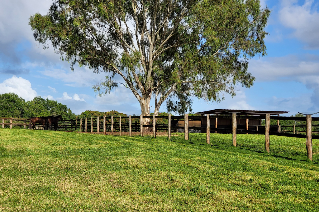 Embrace Farm | 1047 Steve Irwin Wy, Glass House Mountains QLD 4518, Australia | Phone: 0423 467 733