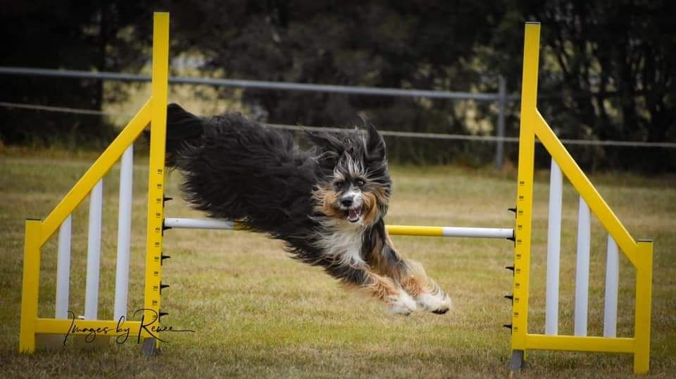 Synergy Canine Wellness and Training | 95 Bengworden Rd, Bairnsdale VIC 3875, Australia | Phone: 0407 526 993