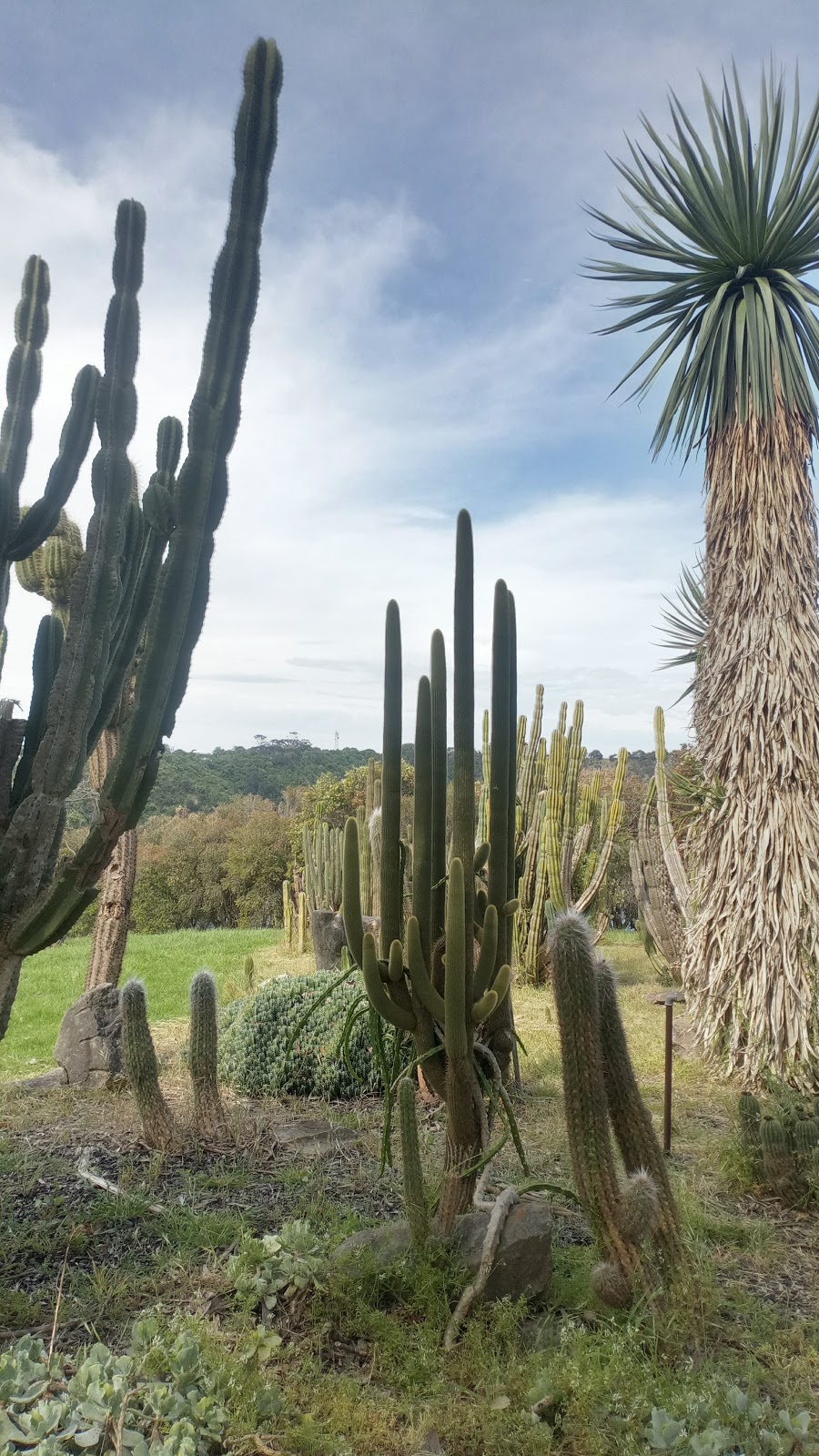 G.A Dodd Memorial Cactus Garden | Mount Gambier SA 5290, Australia