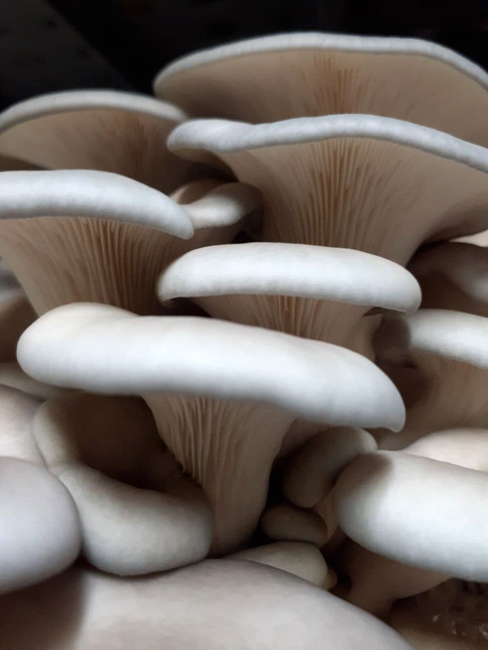 Photo by Divine Mushrooms. Divine Mushrooms | food | 10 Derek Dr, Broadford VIC 3658, Australia | 0457244612 OR +61 457 244 612