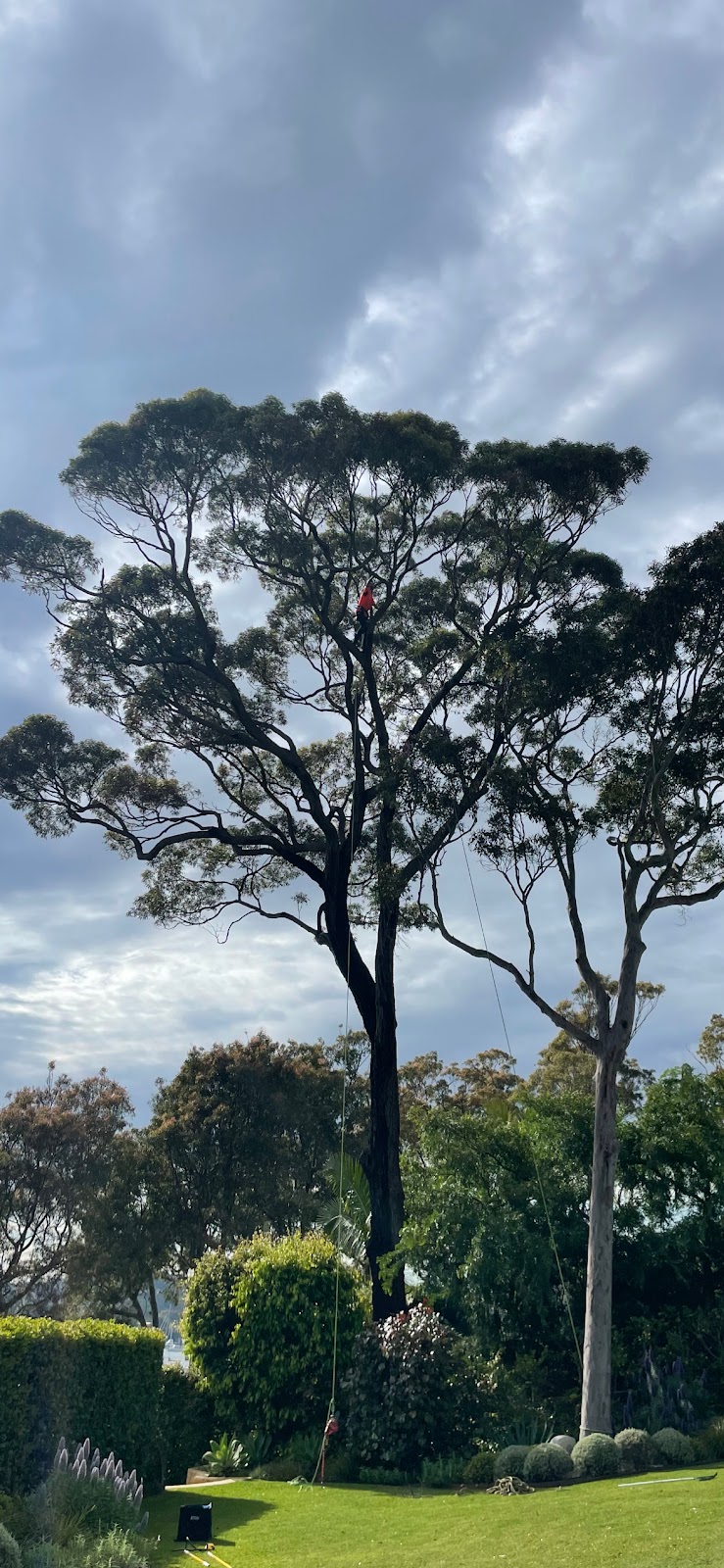 Coastal Trees | 94 Aloha Dr, Chittaway Bay NSW 2261, Australia | Phone: 0402 661 491