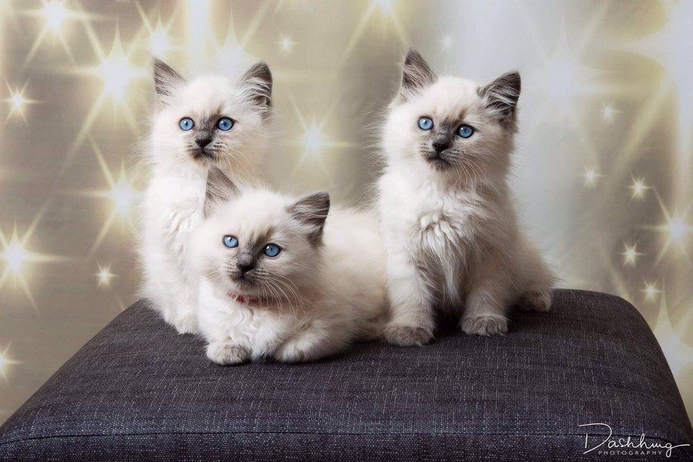 cRAiGDOLLS Ragdoll Cat & Kittens - Purrfect kittens to complete  | Mort Street, Katoomba NSW 2780, Australia | Phone: (02) 4782 6476