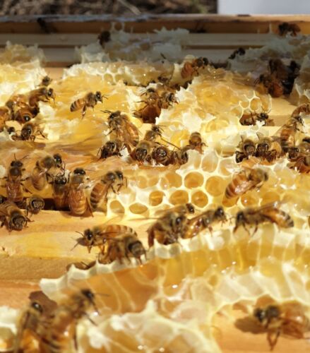 Garbamir Honey & Beeswax Products | Lerida Rd, Cobar NSW 2835, Australia | Phone: 0416 742 072
