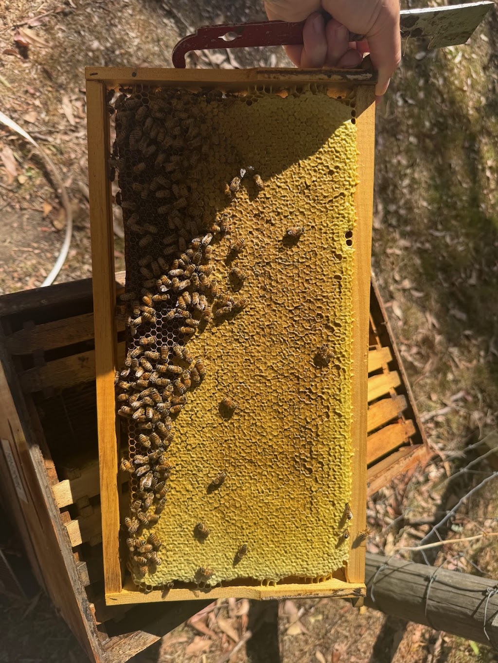 Tarnagulla Honey | 159 Hendersons Rd, Bittern VIC 3918, Australia | Phone: 0417 023 927