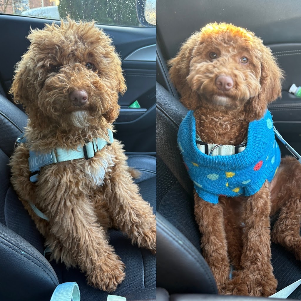 The Doggy Spa | 147 Farview Dr, Denham Court NSW 2565, Australia | Phone: 0406 764 591