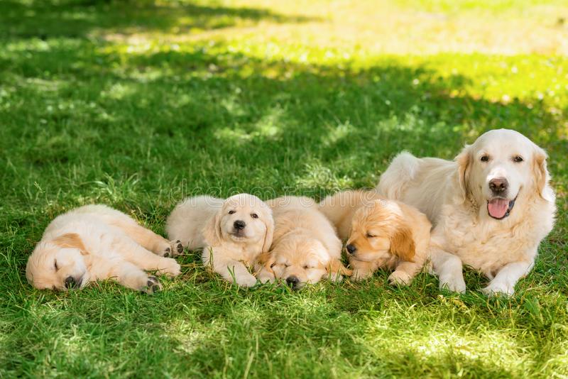 Riverside Goldens | 1711 Jervois Rd, Woods Point SA 5253, Australia | Phone: 0402 726 094