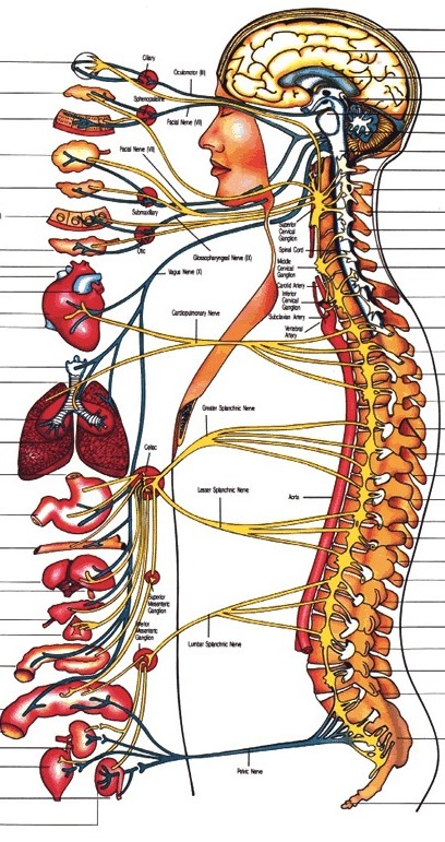 Life Chiropractic Goondiwindi | 13 Pratten St, Goondiwindi QLD 4390, Australia | Phone: 0481 306 606