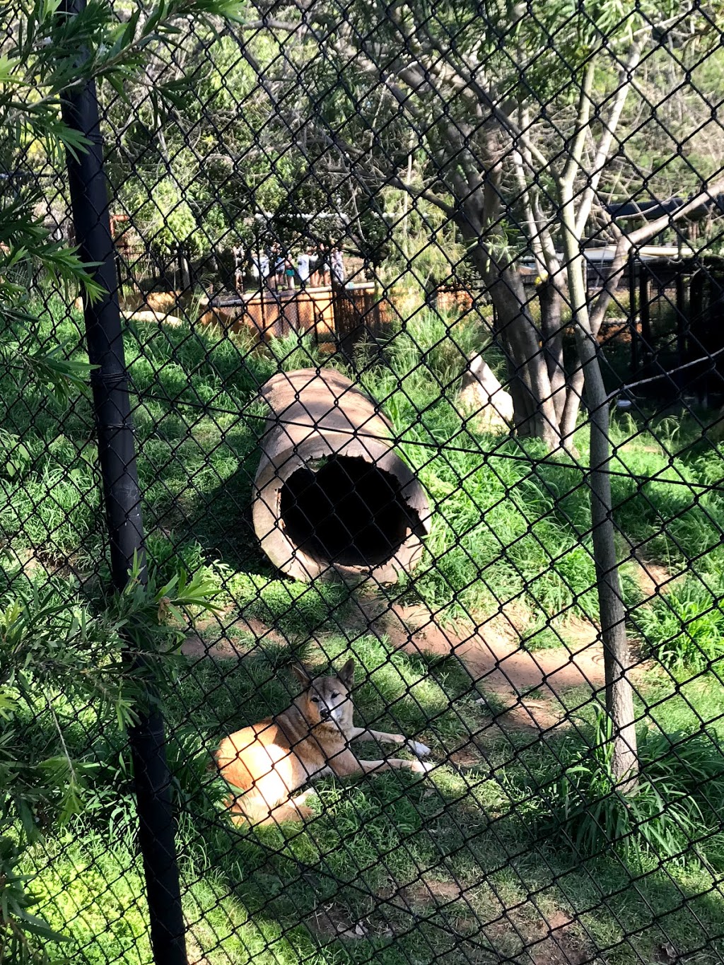 Rockhampton Zoo | Ann St, West Rockhampton QLD 4700, Australia | Phone: (07) 4932 9000