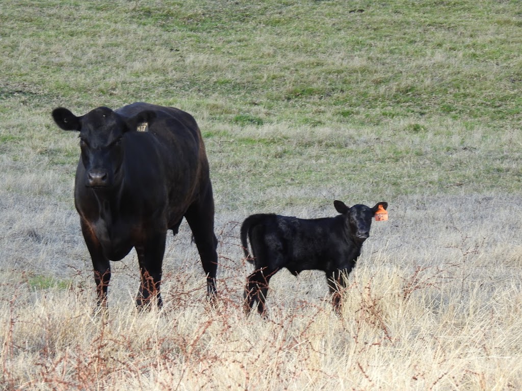 Sheron Farm |  | 12025 S Western Hwy, Benger WA 6223, Australia | 0407422034 OR +61 407 422 034