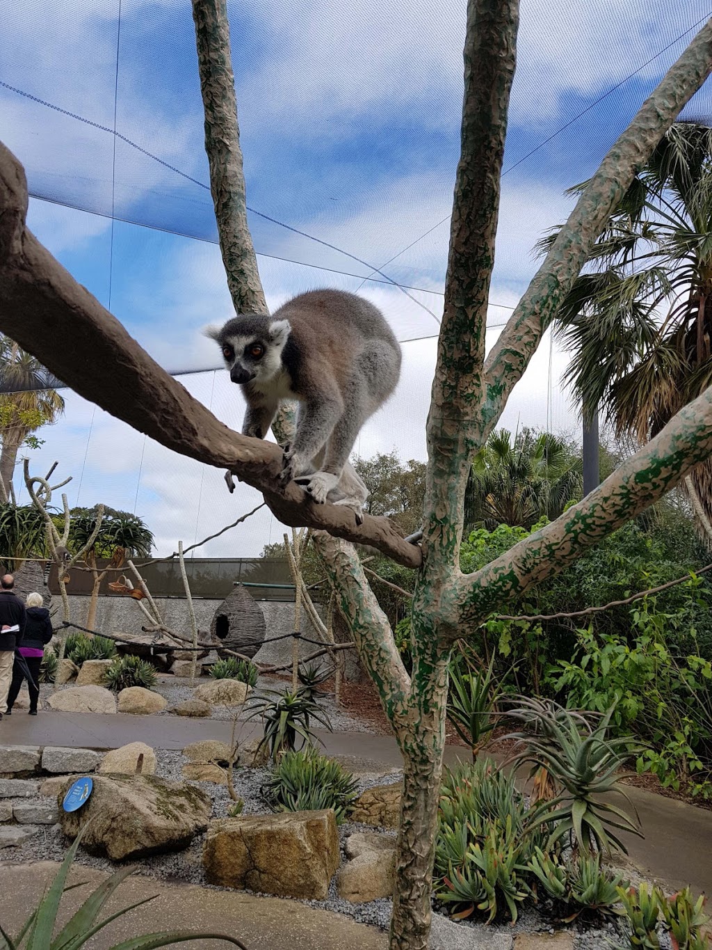 Melbourne Zoo | zoo | Elliott Ave, Parkville VIC 3052, Australia | 1300966784 OR +61 1300 966 784
