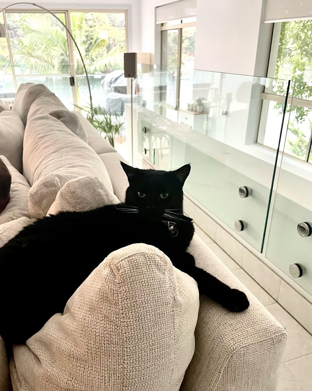 Cat Companion | 18 Binaville Ave, Burraneer NSW 2230, Australia | Phone: 0421 088 150
