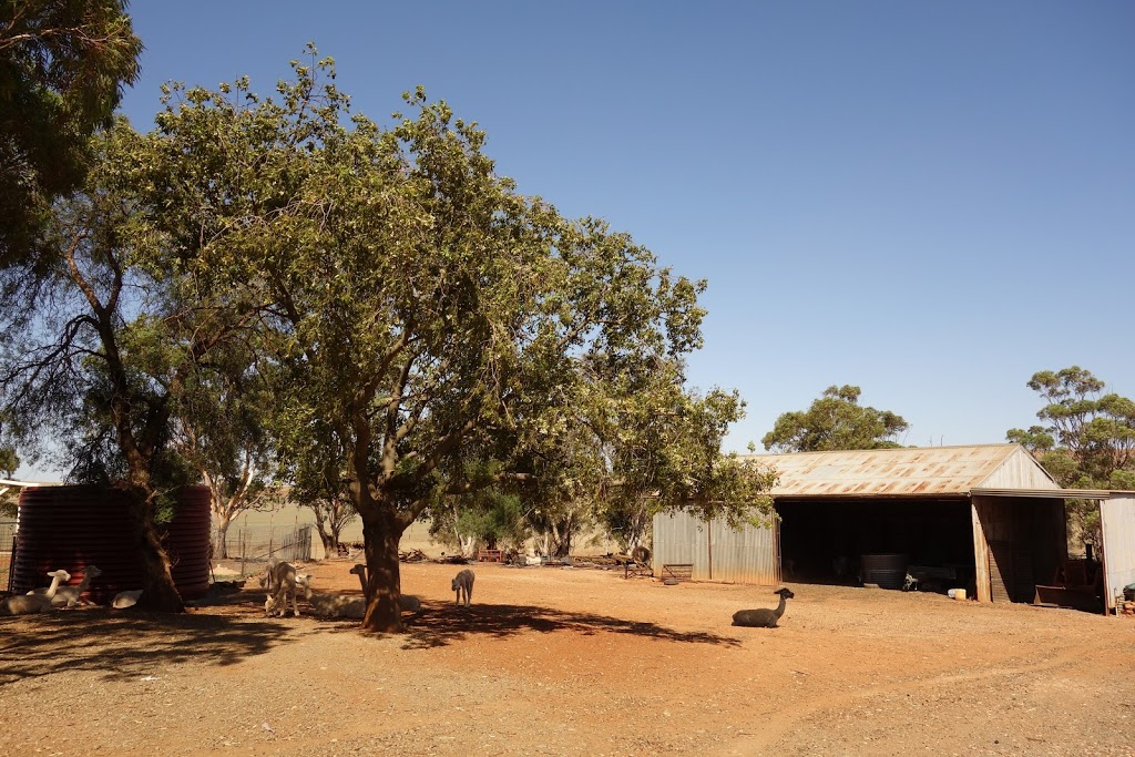 Ossies Homestead Farmstay | 1029 Pipeline Rd, Gulnare SA 5471, Australia | Phone: 0417 813 095