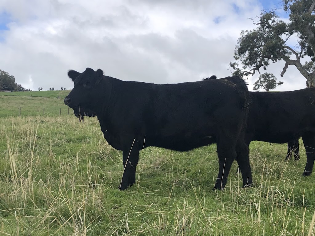 Tooloomba Angus | 72 Laubes Rd, Springton SA 5235, Australia | Phone: 0467 581 063