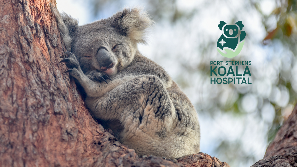 Port Stephens Koala Hospital (PSKH) | 562 Gan Gan Rd, One Mile NSW 2316, Australia | Phone: 1800 775 625