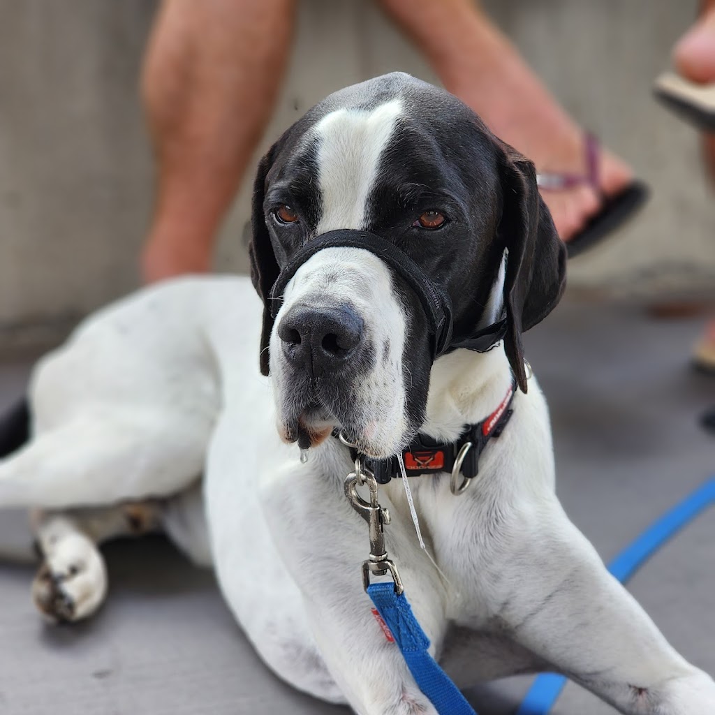 Sundayz Markets | 5 Counihan Rd, Seventeen Mile Rocks QLD 4073, Australia | Phone: 0422 320 905