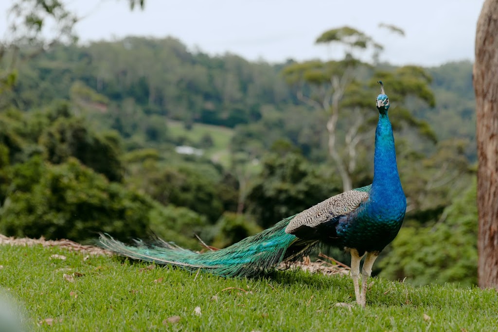 The Tamborine | 99 Alpine Terrace, Tamborine Mountain QLD 4272, Australia | Phone: (07) 5545 0088
