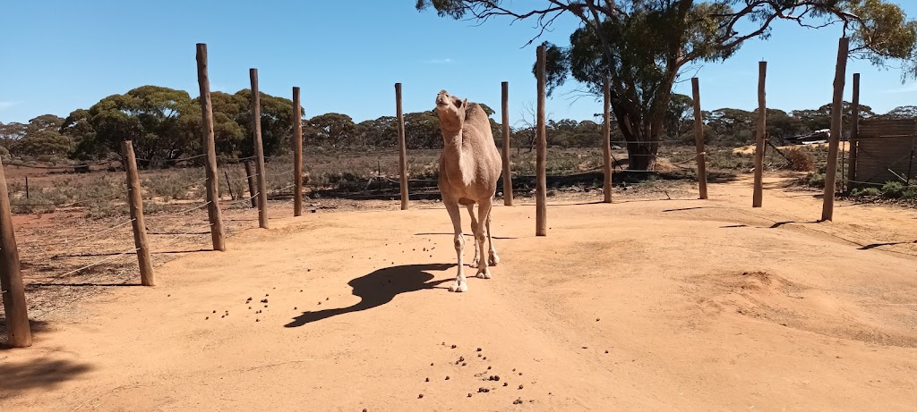 Coolgardie Camel Farm | 24RG+WP, Coolgardie WA 6429, Australia | Phone: (08) 9026 6159