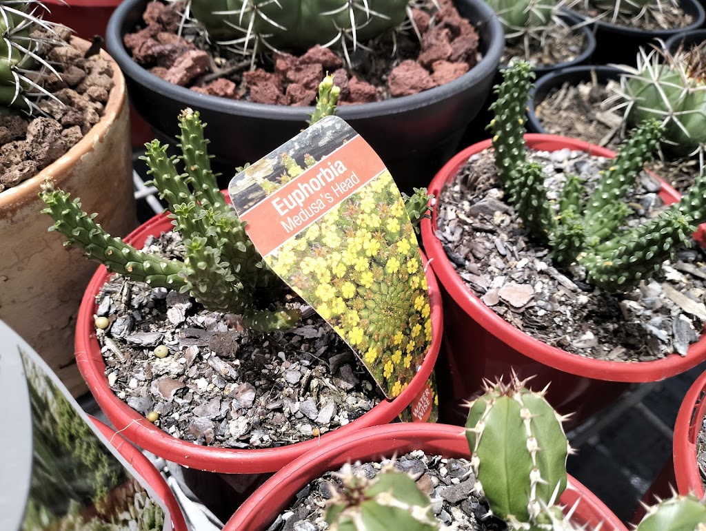 Ozzy Nursery | 173 New Beith Rd, Greenbank QLD 4124, Australia | Phone: 0411 862 014