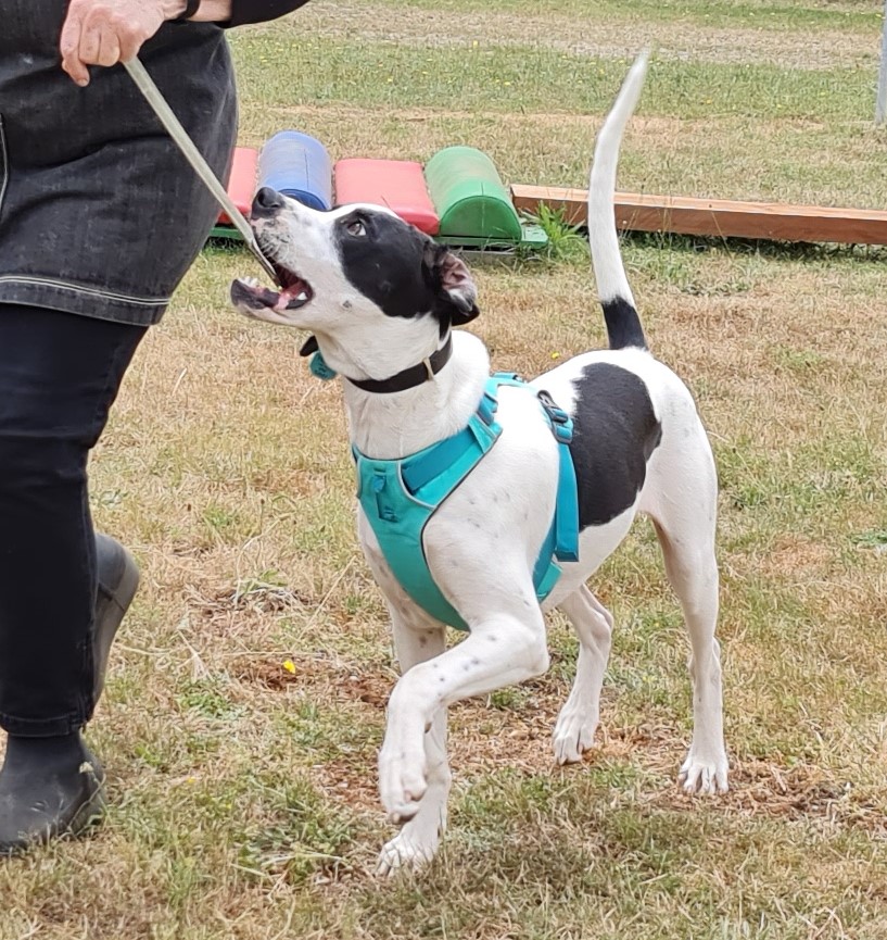 Dogtivities | 93 Australasia Dr, Creswick VIC 3363, Australia | Phone: 0407 867 413