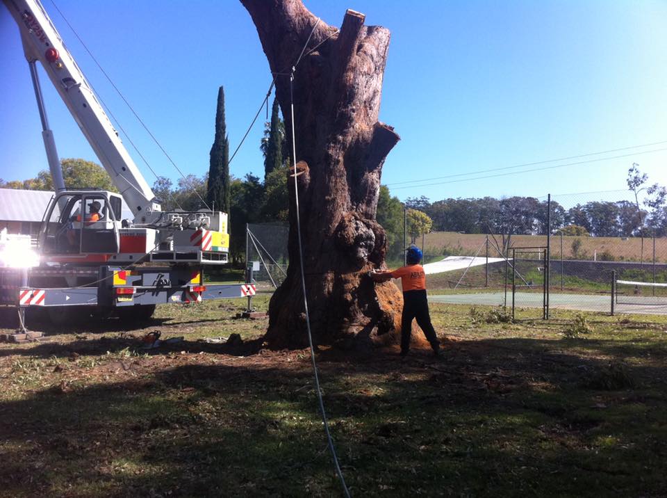 Ability Tree Service | 23 Wards Rd, Darawank NSW 2428, Australia | Phone: 0403 316 576