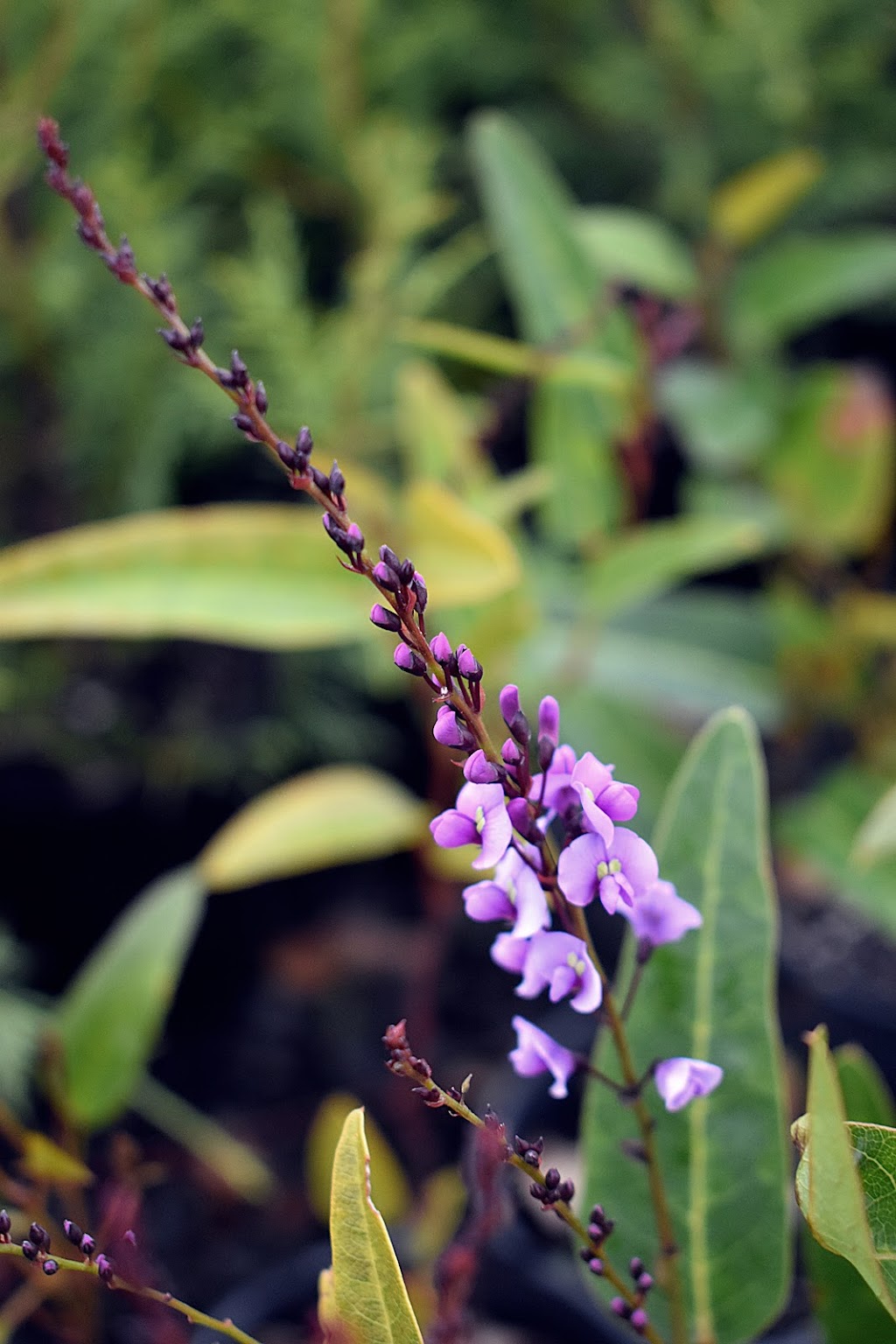 Your Mobile Garden | St Louis Dr, Port Sorell TAS 7307, Australia | Phone: 0408 197 001