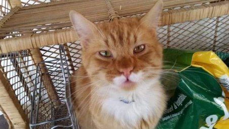 Sues Pet Transport | 8 Connaghan Ave, East Corrimal NSW 2518, Australia | Phone: 0456 813 583