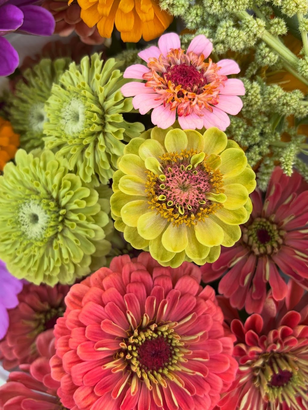 Little Sheepwash Blooms | 1241 Sheepwash Rd, Fitzroy Falls NSW 2577, Australia | Phone: 0405 026 989