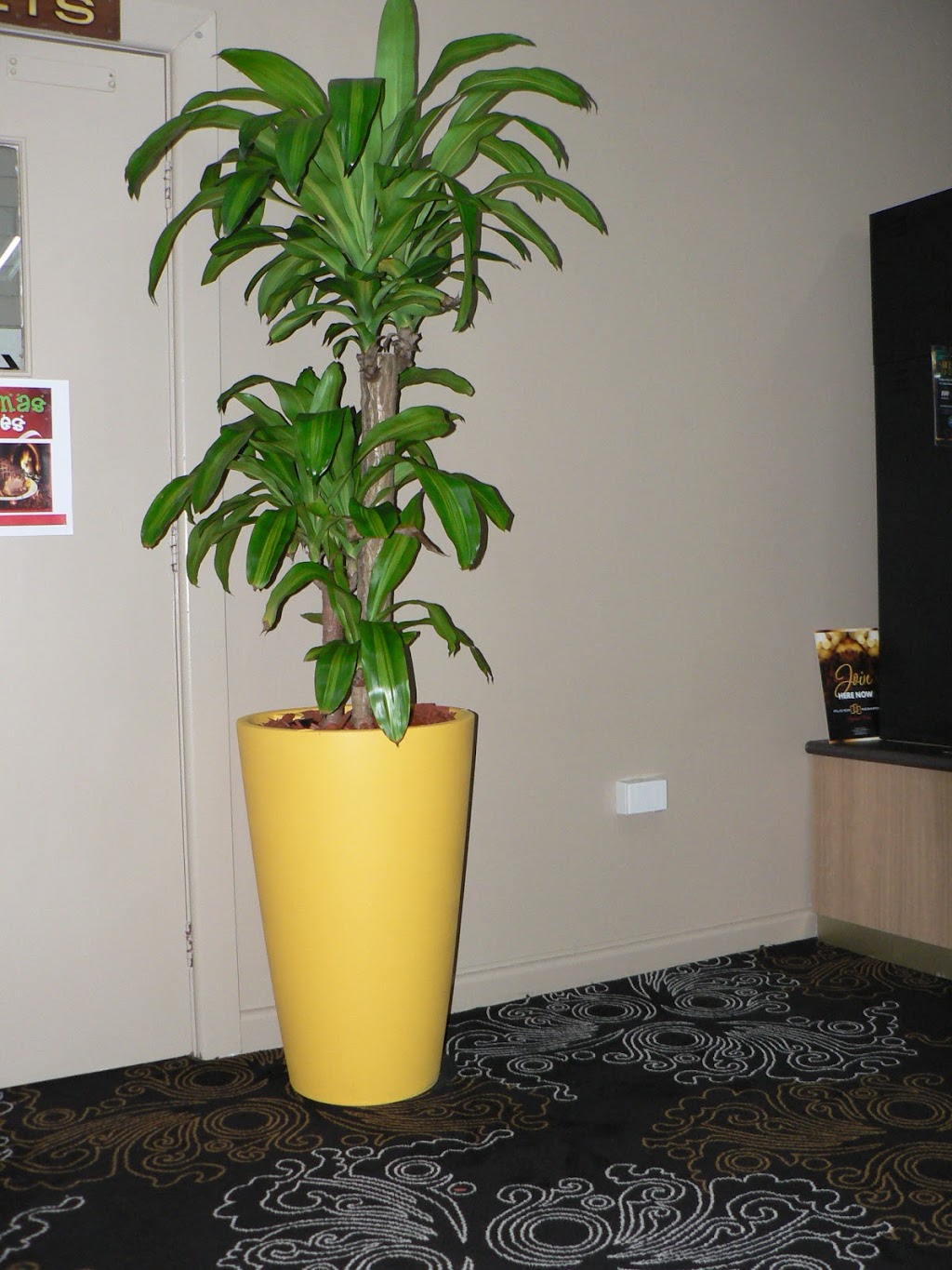 Paradise Indoor Plant Hire |  | 35 Emmett St, Callala Bay NSW 2540, Australia | 0459226404 OR +61 459 226 404